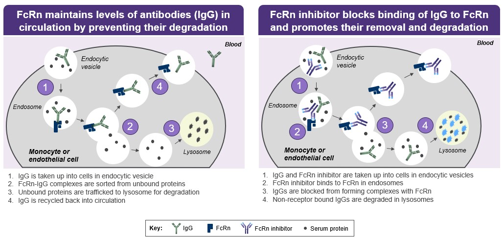 FcRn inhibitor slide.jpg